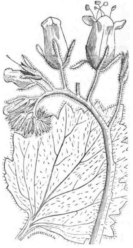 WHITLAVIA GRANDIFLORA.