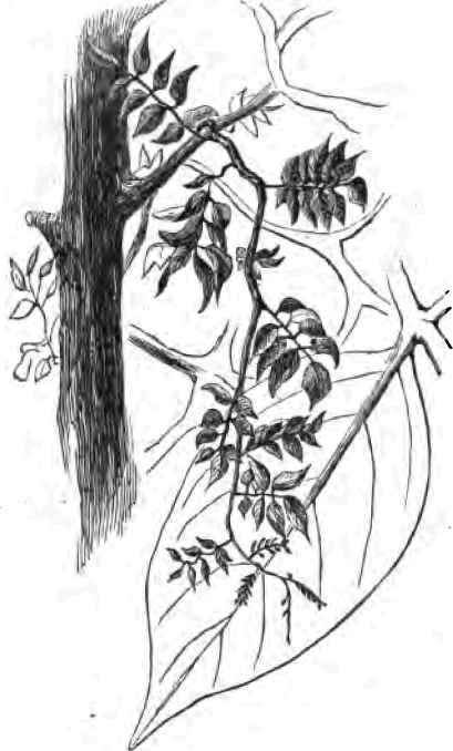 Wistaria.