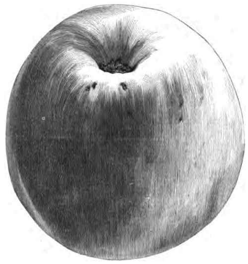 Apple   Moore's Extra.