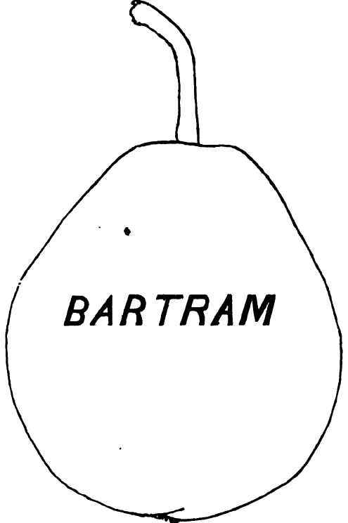 Bartram Pear 150080