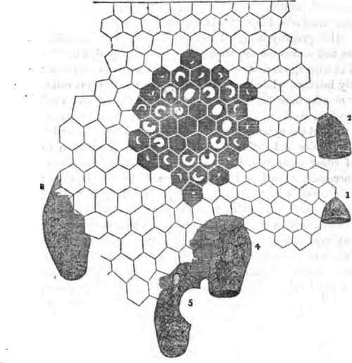 PLATE OF THE THREE KINDs OF CELLS.
