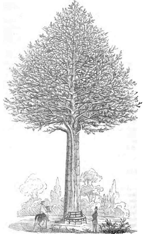 TAXODIUM DISTICHUM.