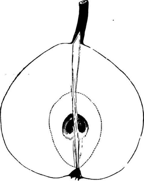 Jaminette Pear.