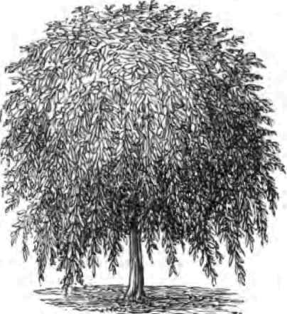 Kilmarnock Willow.