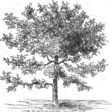 Magnolia Conspicua.