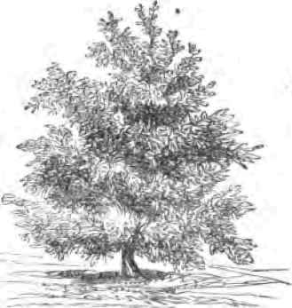 Magnolia Glauca.