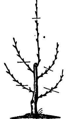 Management Of Pyramidal Trees 300147