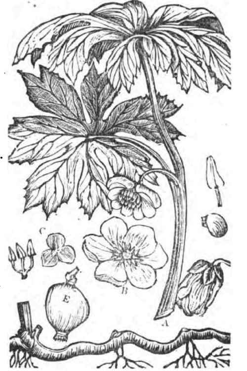 PODOPHYLLUM PALTATUM.