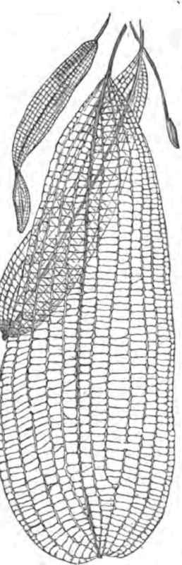 The Lattice Plant.