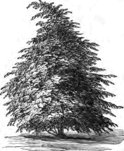 The Lawson Cypress.