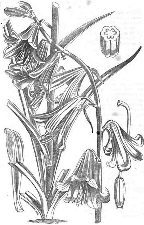 The Lilium Thompsonianum Da Thompson s Lily 400130