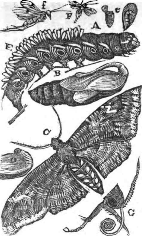 The Sphinx quinque maculata and Ichneumon Flies.