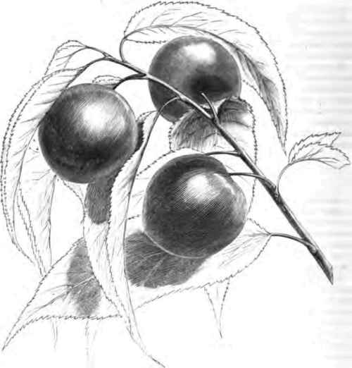 Miner Plum.