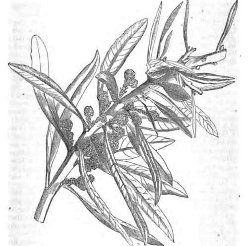 Myrica Californica 140077