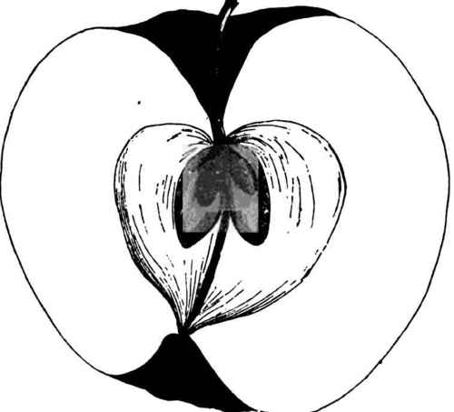 NEW YORK PIPPIN APPLE.