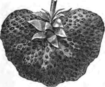 Napoleon Hi Strawberry 2200140