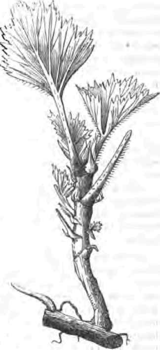 Neglect Of The Apple Tree 1400108