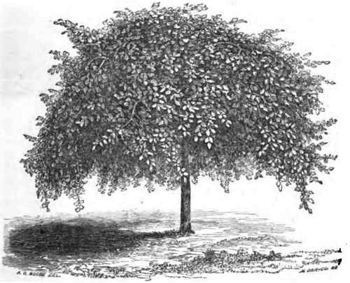 Soampston Weeping Elm, at Wodenethe Age, 6 yrs. Height, 7 ft. Circum.,86ft.