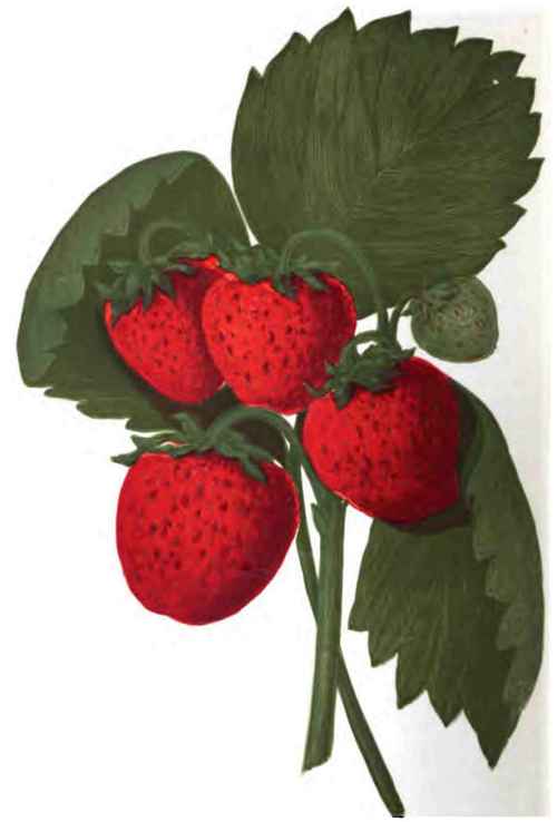 THE MONITOR STRAWBERRY.