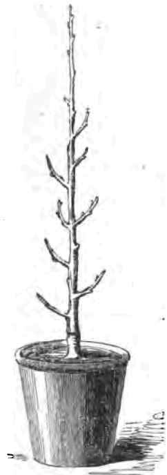 A.Maiden Peach-Tree primed to form a close Pyramid.