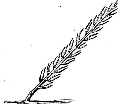A Peach-Tree trained en cordon oblique.