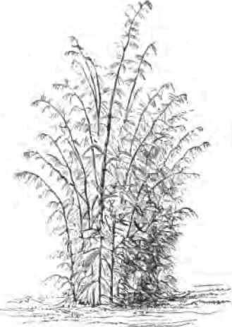 Bambusa Gracilis.