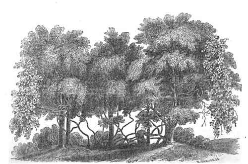 GIGANTIC GRAPE VINE AT WEST HILL, BURLINGTON COUNTY, NEW JERSEY.