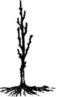 No. l   the tree as received from the nursery.