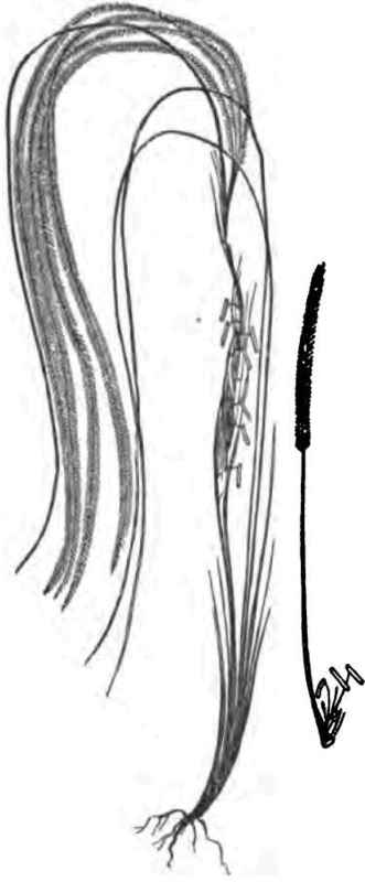 Ornamental Grass Stipa Pennata Feather Grass 150057