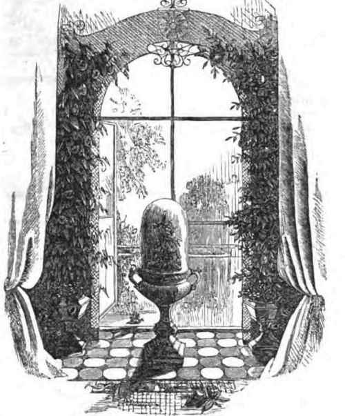 Parlour Cultivation Ferns 14003