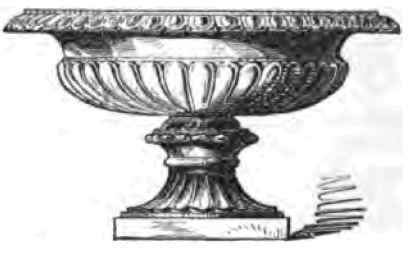 Pawlonia Imperialis Ry If W Philips Edwards Miss 1500124