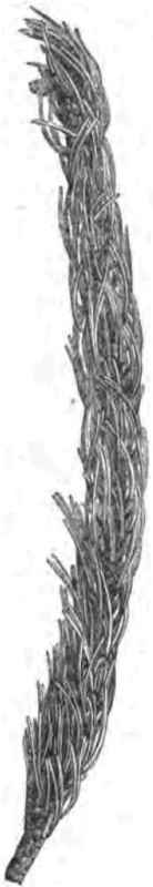 Pinus Stlvestris Spiralis 1400135