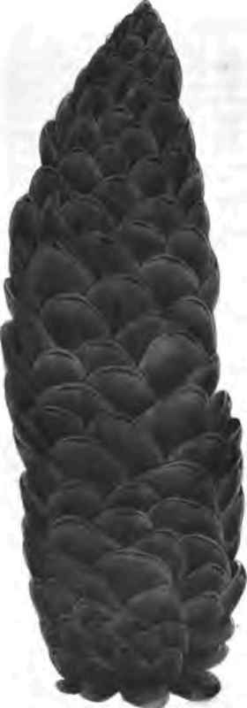 Planting Trees 130052