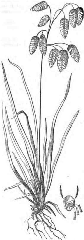 QUAKING GRASS.