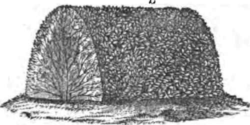 Trimmed Osage Orange Hedge.