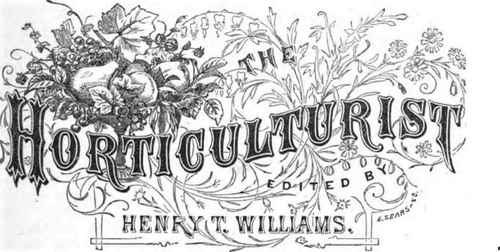 A Remarkable Tree 280016