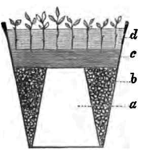 Planting The Cuttings 150016