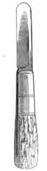 Propagating Plants By Budding 2200177