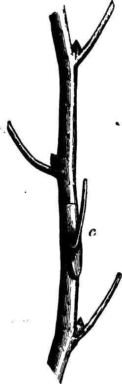 Propagating Plants By Budding 2200178