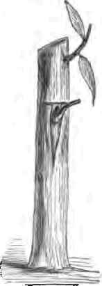 Propagating Plants By Budding 2200180