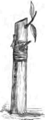 Propagating Plants By Budding 2200182