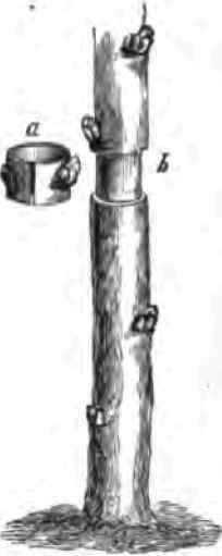 Propagating Plants By Budding 2200196