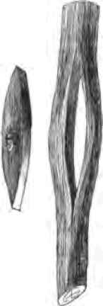 Propagating Plants By Grafting Continued From Janu 230025