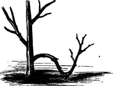 Propagating Plants By Layers 2200124