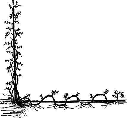 Propagating Plants By Layers 2200126