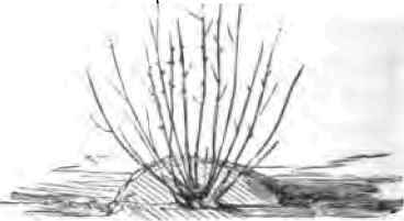 Propagating Plants By Layers 2200127