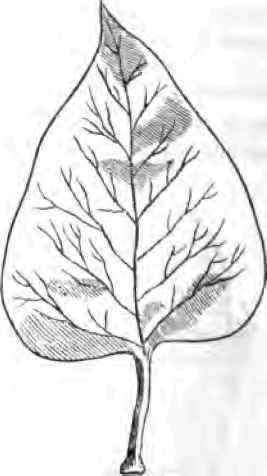 Propagation Of Plants By Cuttings Of The Green Woo 2200108