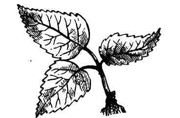 Propagation Of Plants By Cuttings Of The Green Woo 2200109