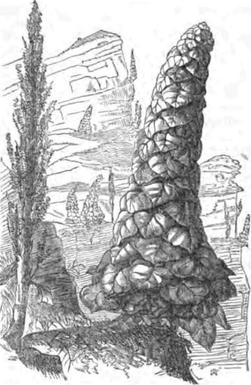 Rheum Nobile 50096
