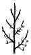 The Pyramidal Pear Trees In The Garden Of Plants 60028